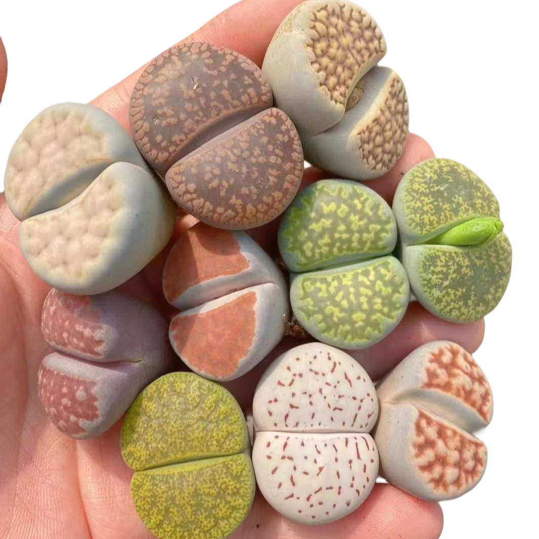 Live Plant ~ GIANT Lithops Assorted Collection