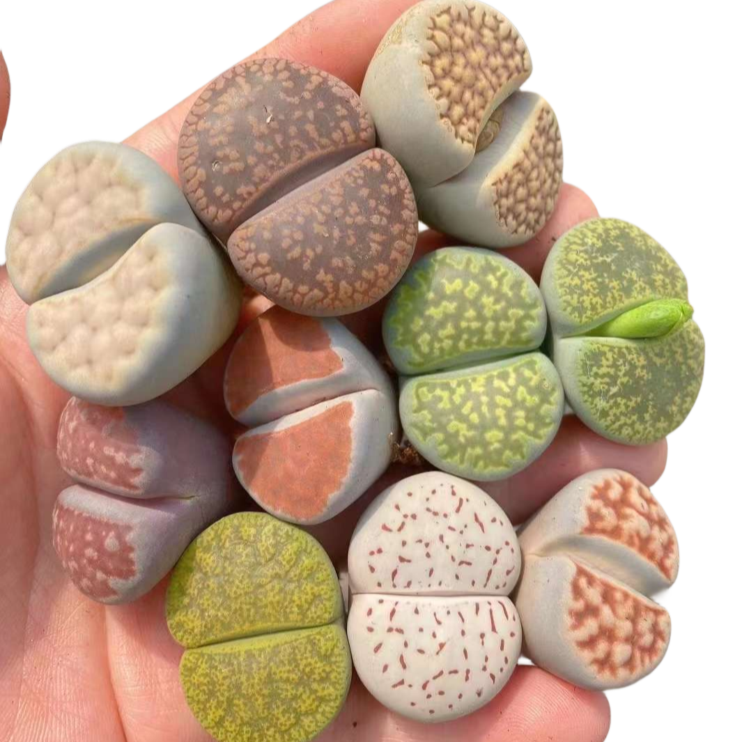 1.2"~ Lithops Assorted Collection {Giant Size}