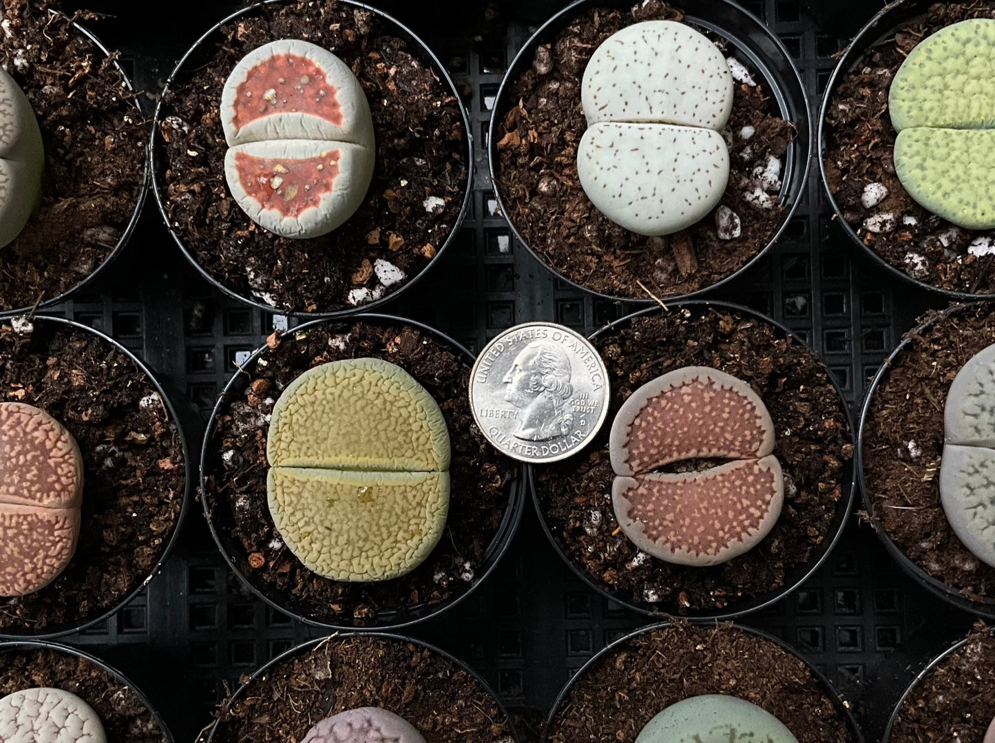 Live Plant ~ GIANT Lithops Assorted Collection