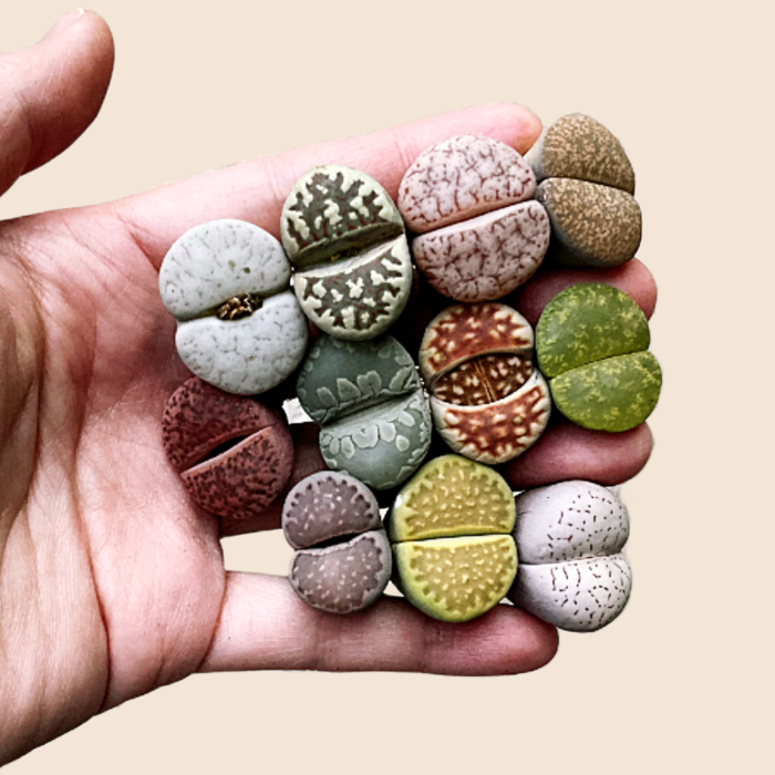 Colorful Lithops Assorted Collection {Perfect Holiday Gift}