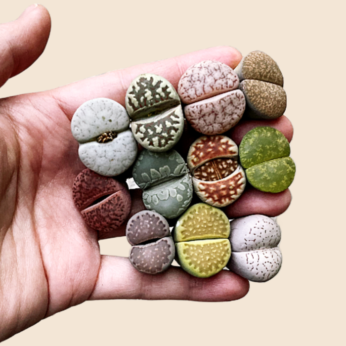 Live Plant - LARGE Lithops Assorted Collection