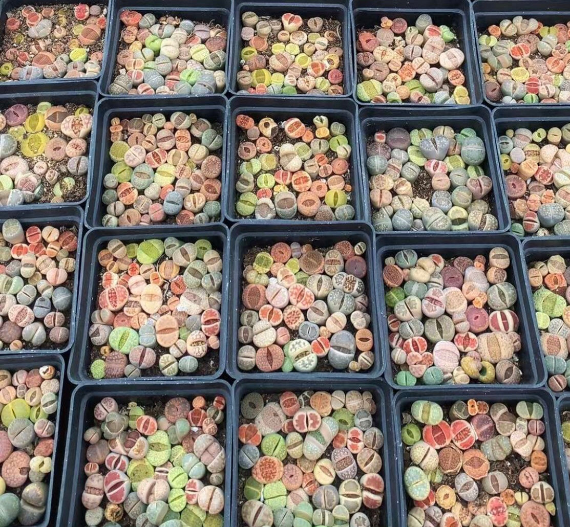 succulent subscriptions Lithops Succulent Subscription Box – Secret Succulent Villa