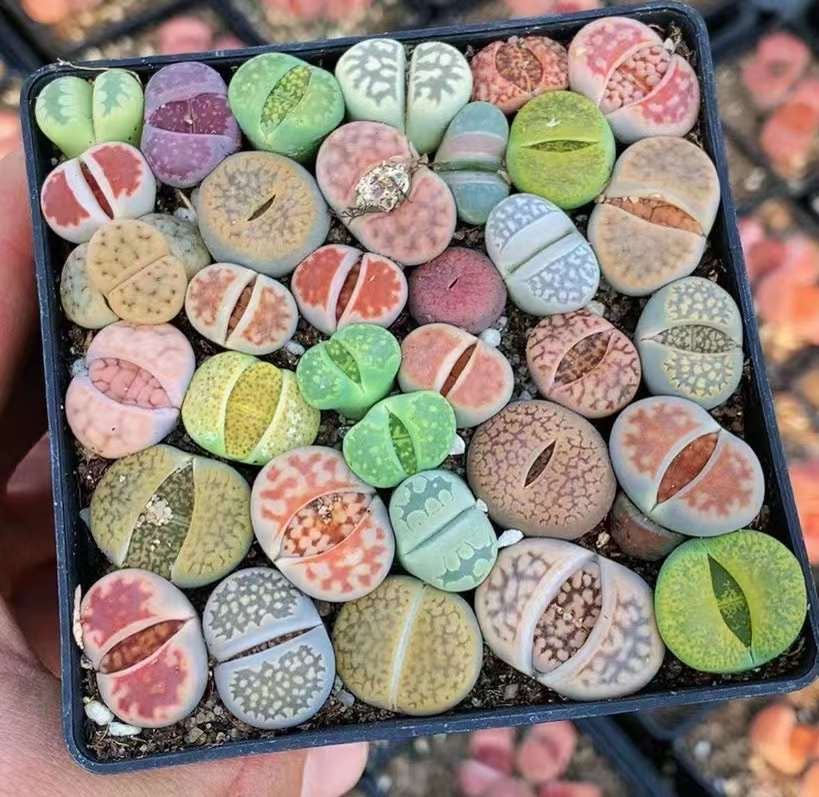 Lithops Succulent Subscription Box