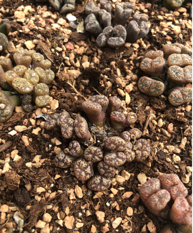 Conophytum pellucidum "cross medal" Cluster