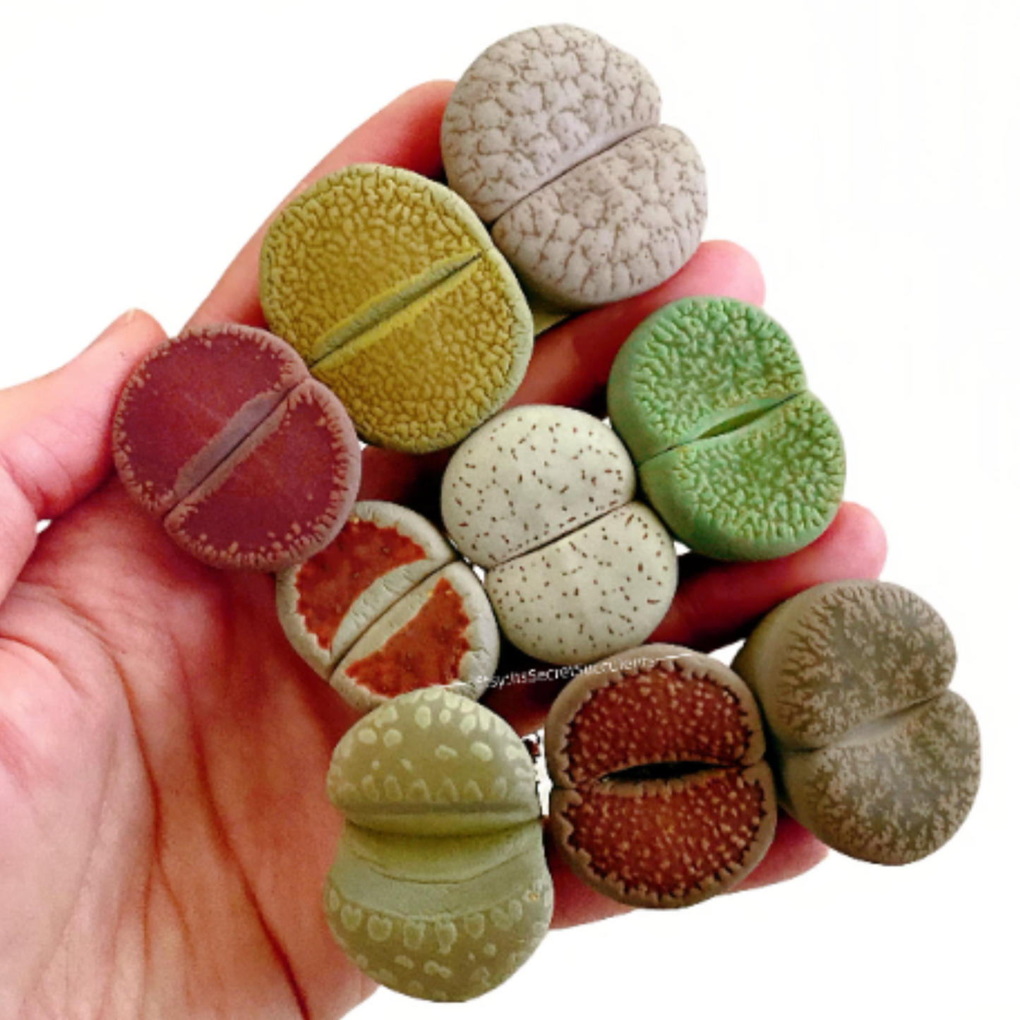 1.2"~ Lithops Assorted Collection {Giant Size}