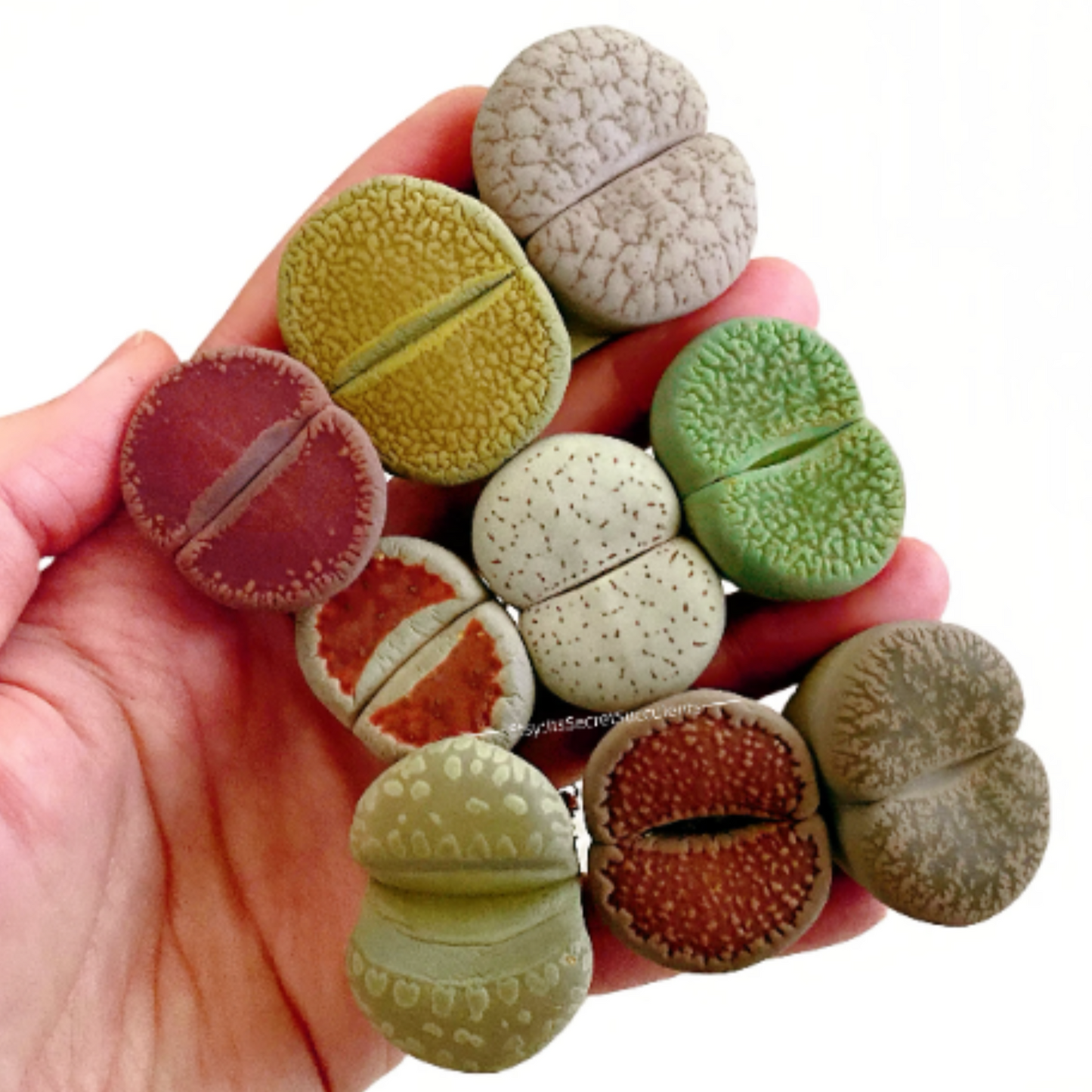 Live Plant ~ GIANT Lithops Assorted Collection