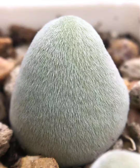 succulent live plant Live Plant
