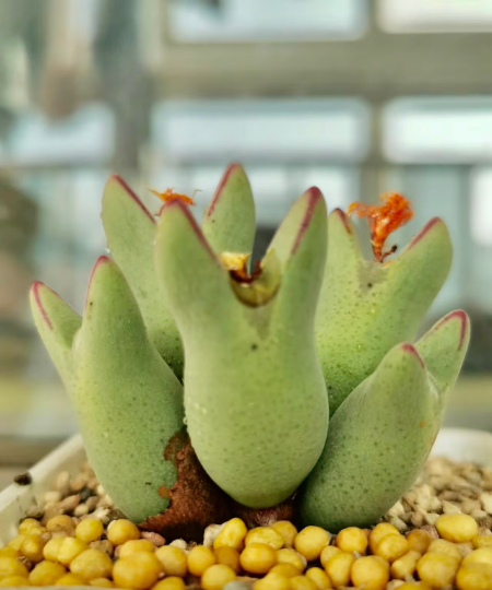 conophytum succulent Conophytum bilobum cluster – Secret Succulent Villa