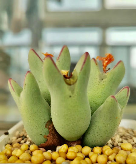 Conophytum bilobum cluster (5-10heads)