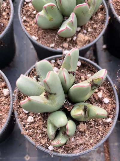 Conophytum bilobum cluster (5-10heads)