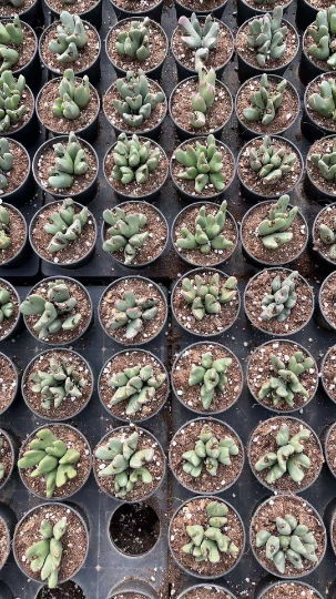 Conophytum bilobum cluster (2-10heads)