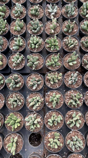 Conophytum bilobum cluster (5-10heads)