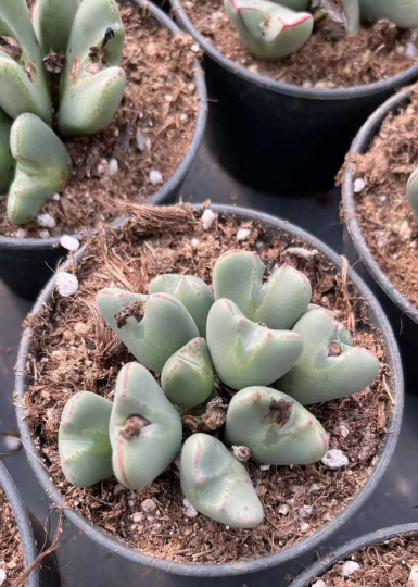 Conophytum bilobum cluster (2-10heads)