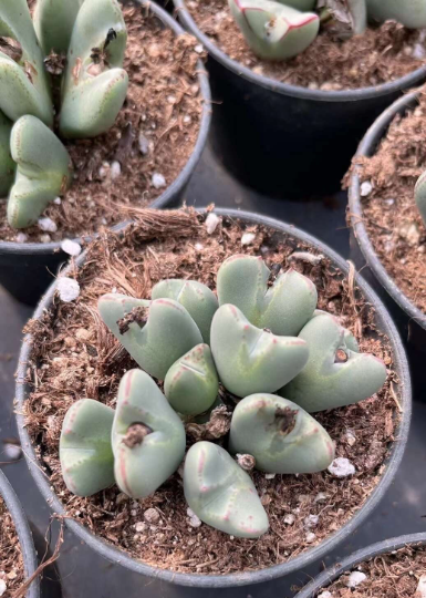 Conophytum bilobum cluster (5-10heads)