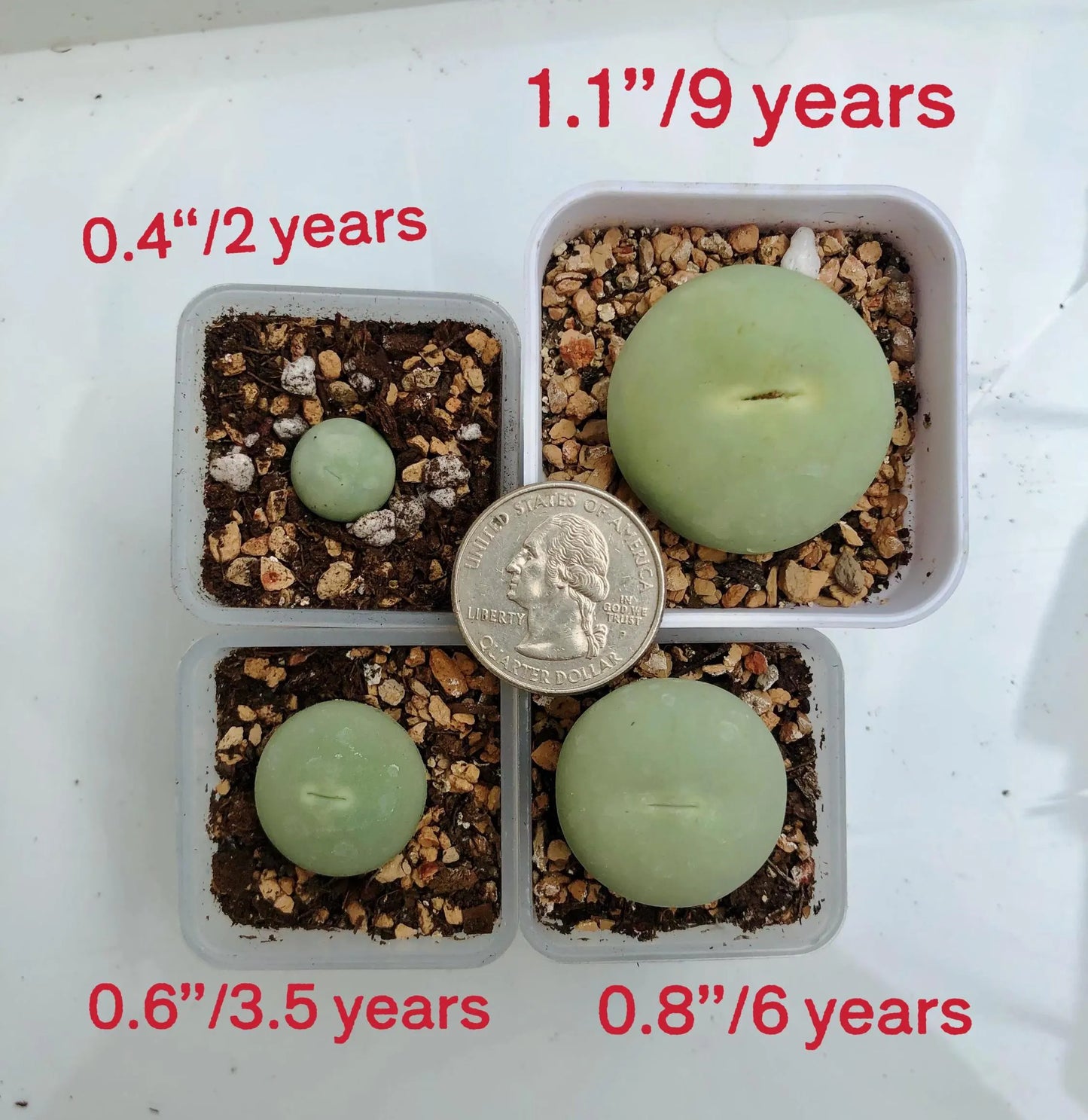 Conophytum caculus