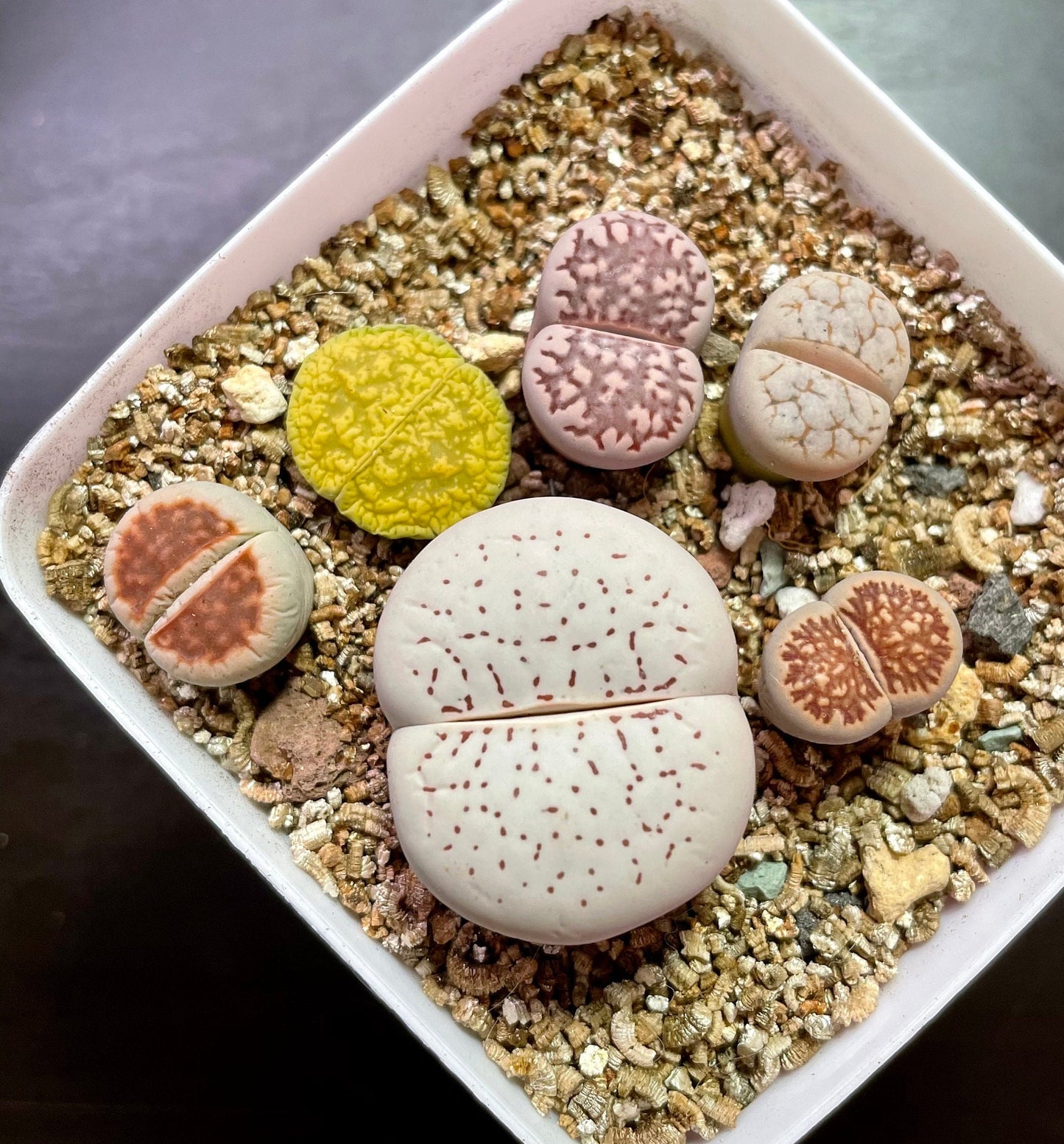 1 GIANT Head+5 MEDIUM Lithops "Single Foot-Shaped"