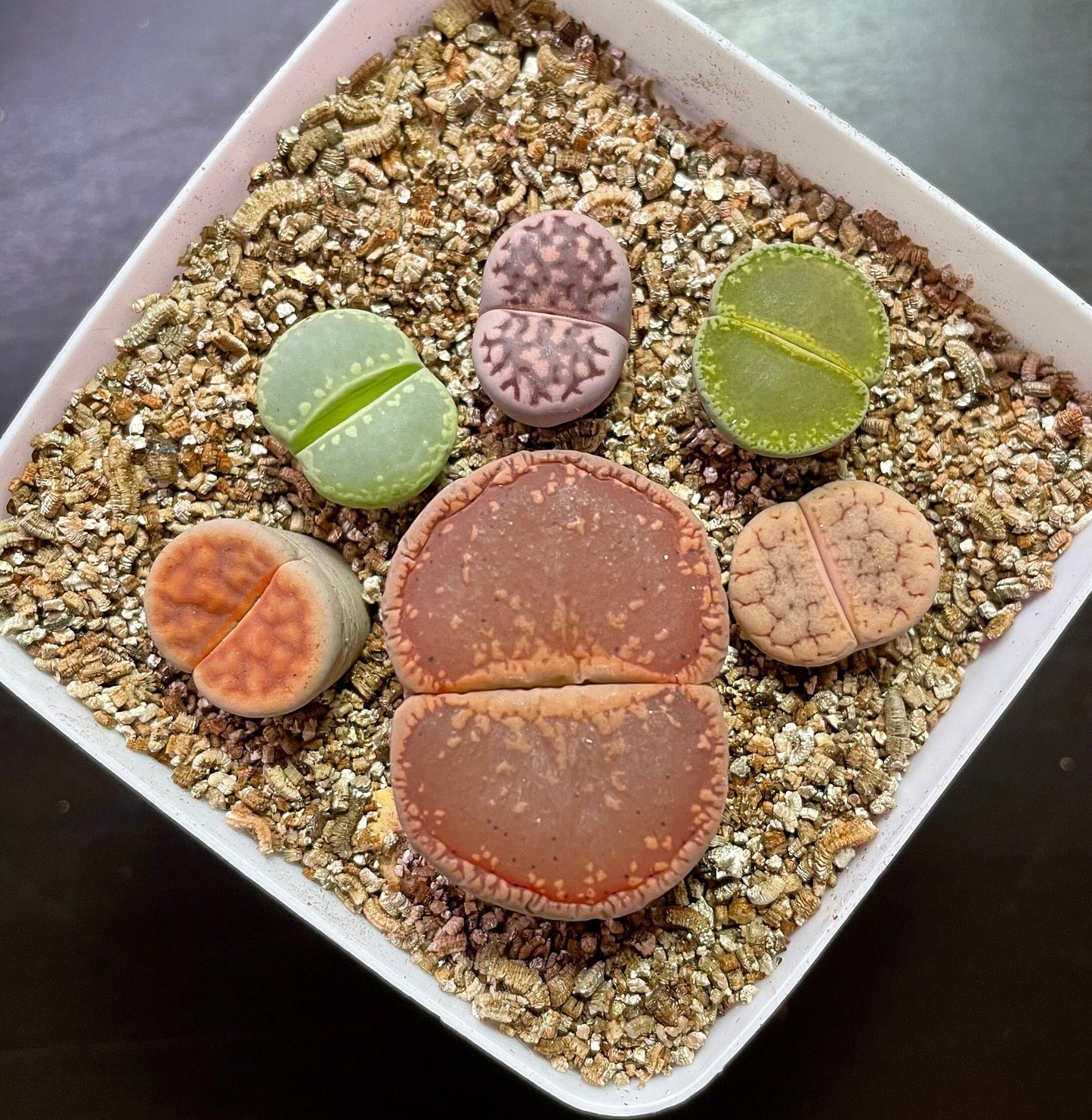 1 GIANT Head+5 MEDIUM Lithops "Single Foot-Shaped"