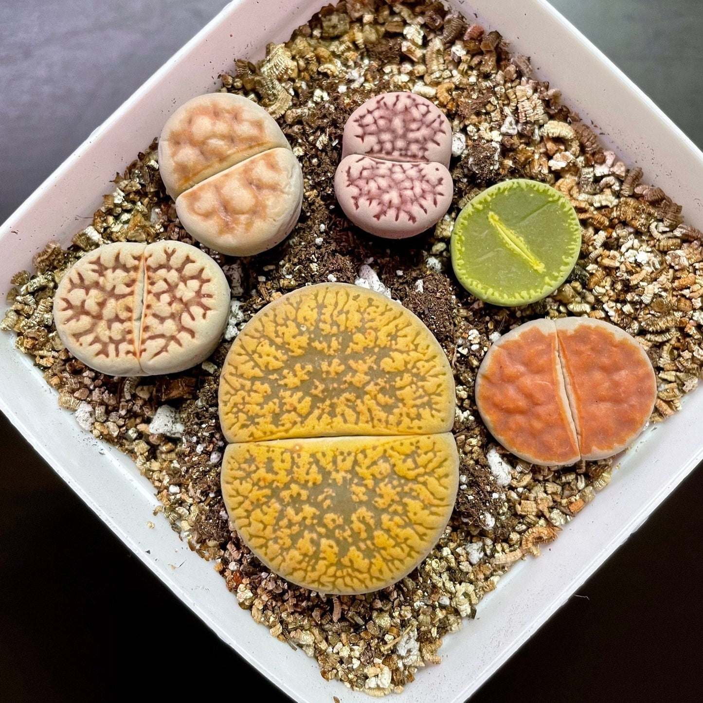 1 GIANT Head+5 MEDIUM Lithops "Single Foot-Shaped"