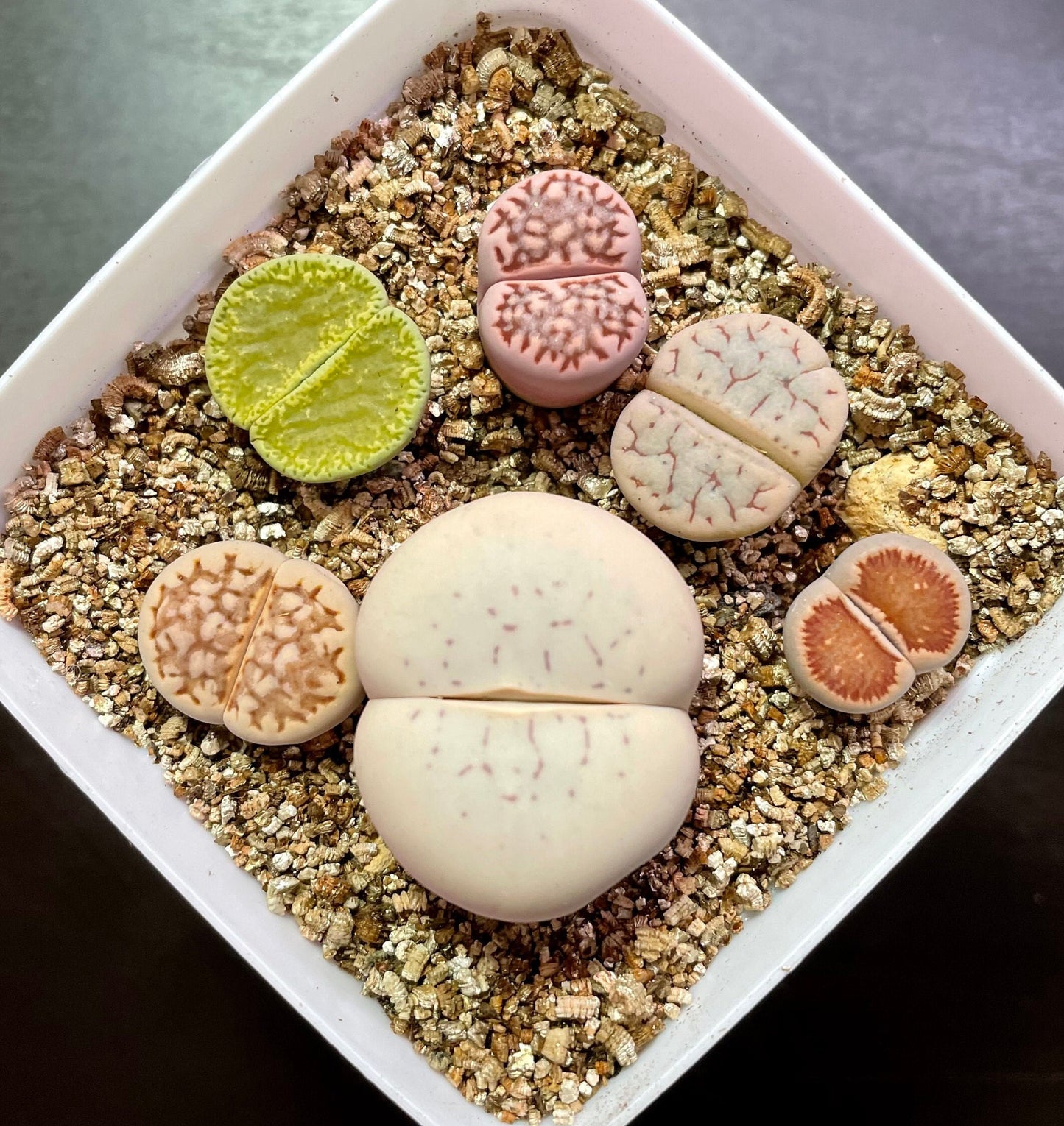 1 GIANT Head+5 MEDIUM Lithops "Single Foot-Shaped"
