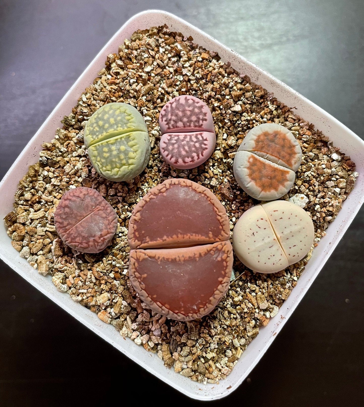1 GIANT Head+5 MEDIUM Lithops "Single Foot-Shaped"