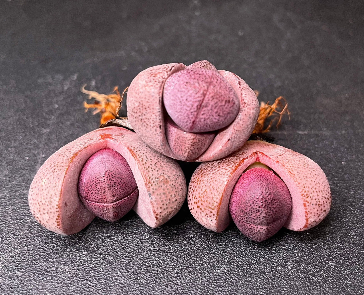 Live Plant ~ Lithops Royal Flush ~1"/2" (~2cm/5cm)/purple "dragon"