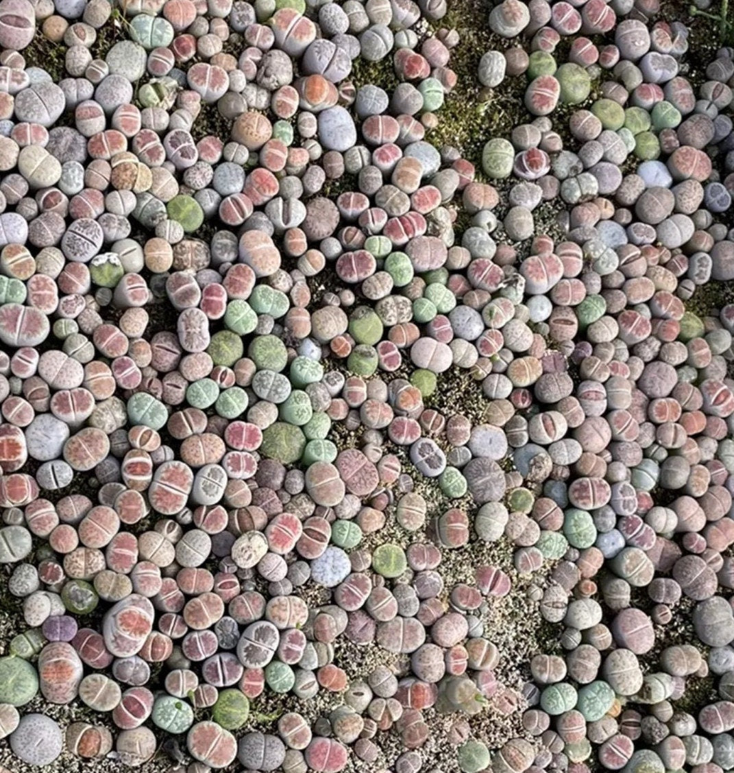 Live plant-Tiny Baby Lithops Assorted Collection