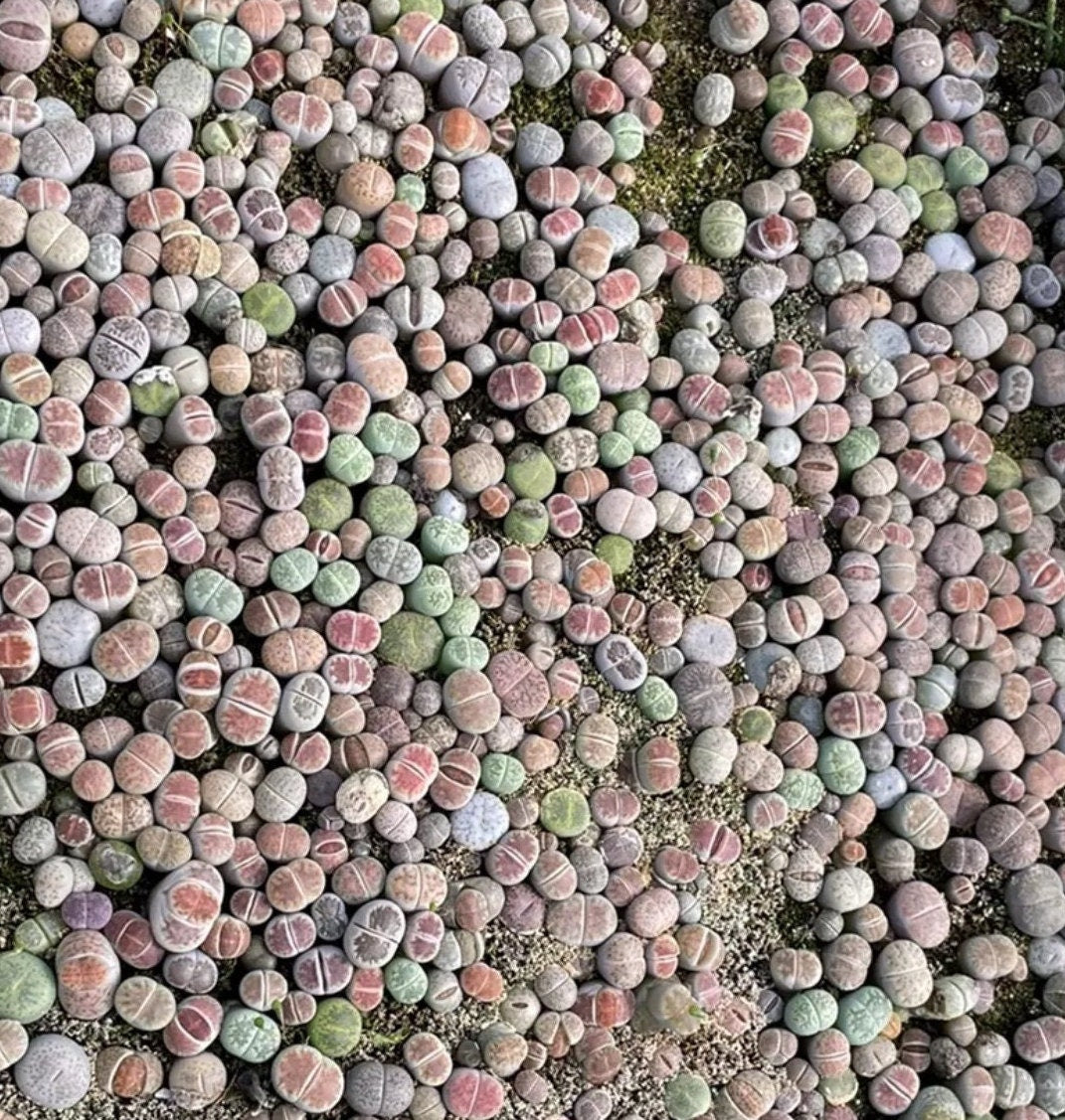 Live plant -Tiny Baby Lithops Assorted Collection
