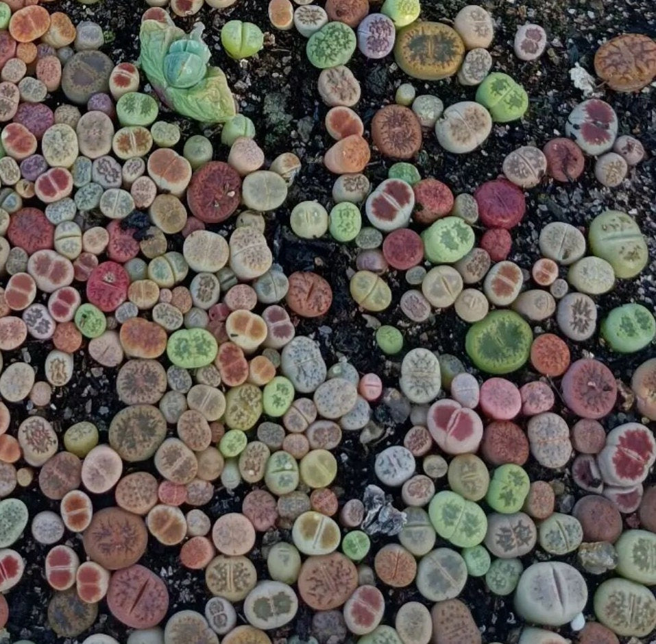 Live plant -Tiny Baby Lithops Assorted Collection