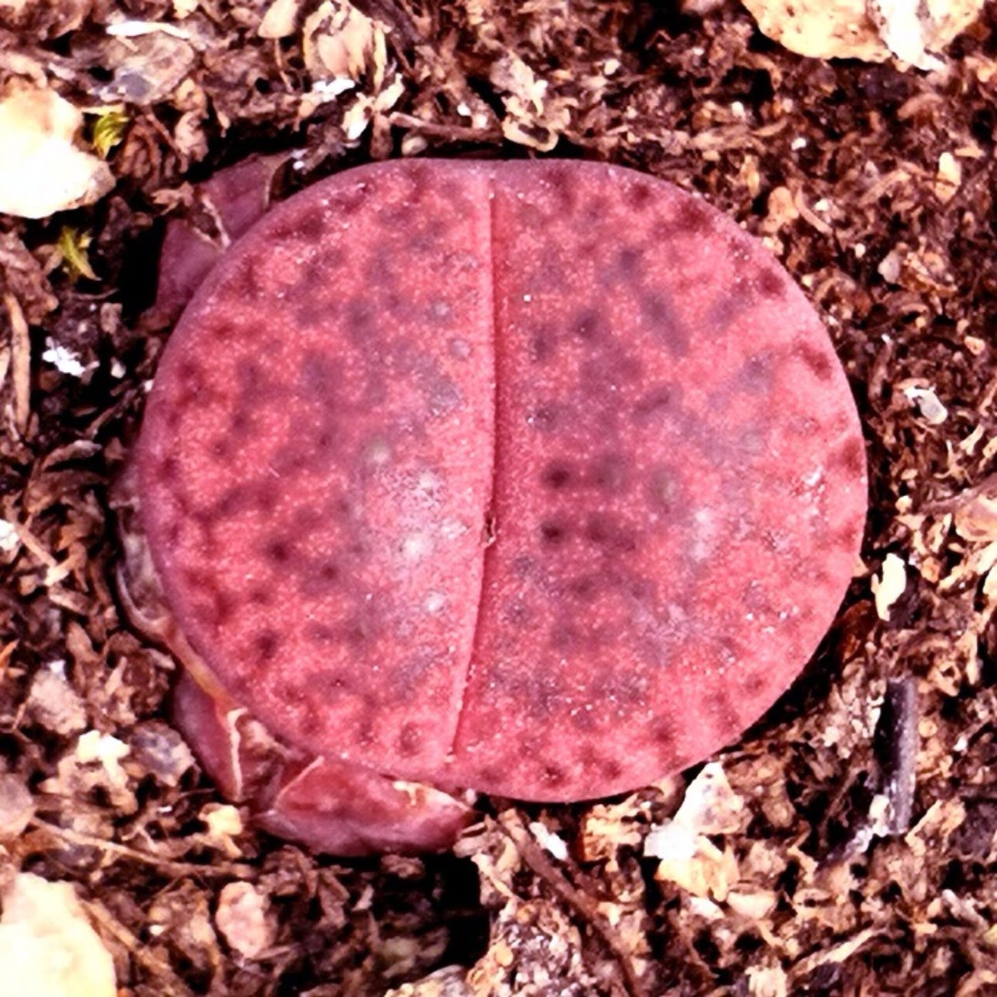 Bromfieldii v. glaudinae 'Embers' ("Rubroroseus") C393A