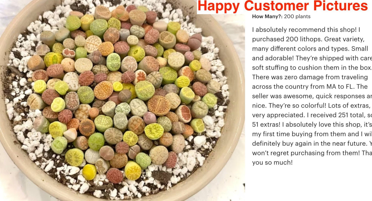 Live plant-Tiny Baby Lithops Assorted Collection