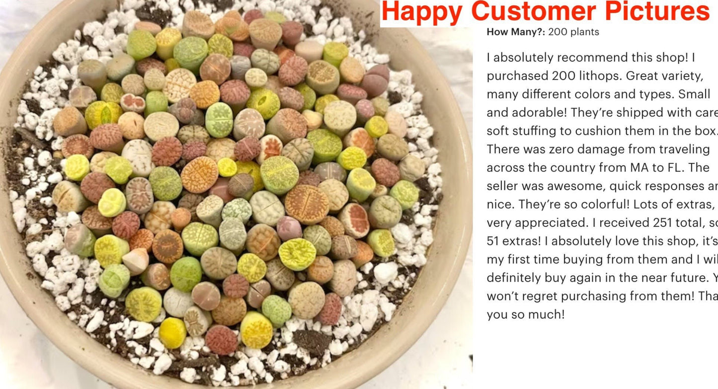 Live plant -Tiny Baby Lithops Assorted Collection