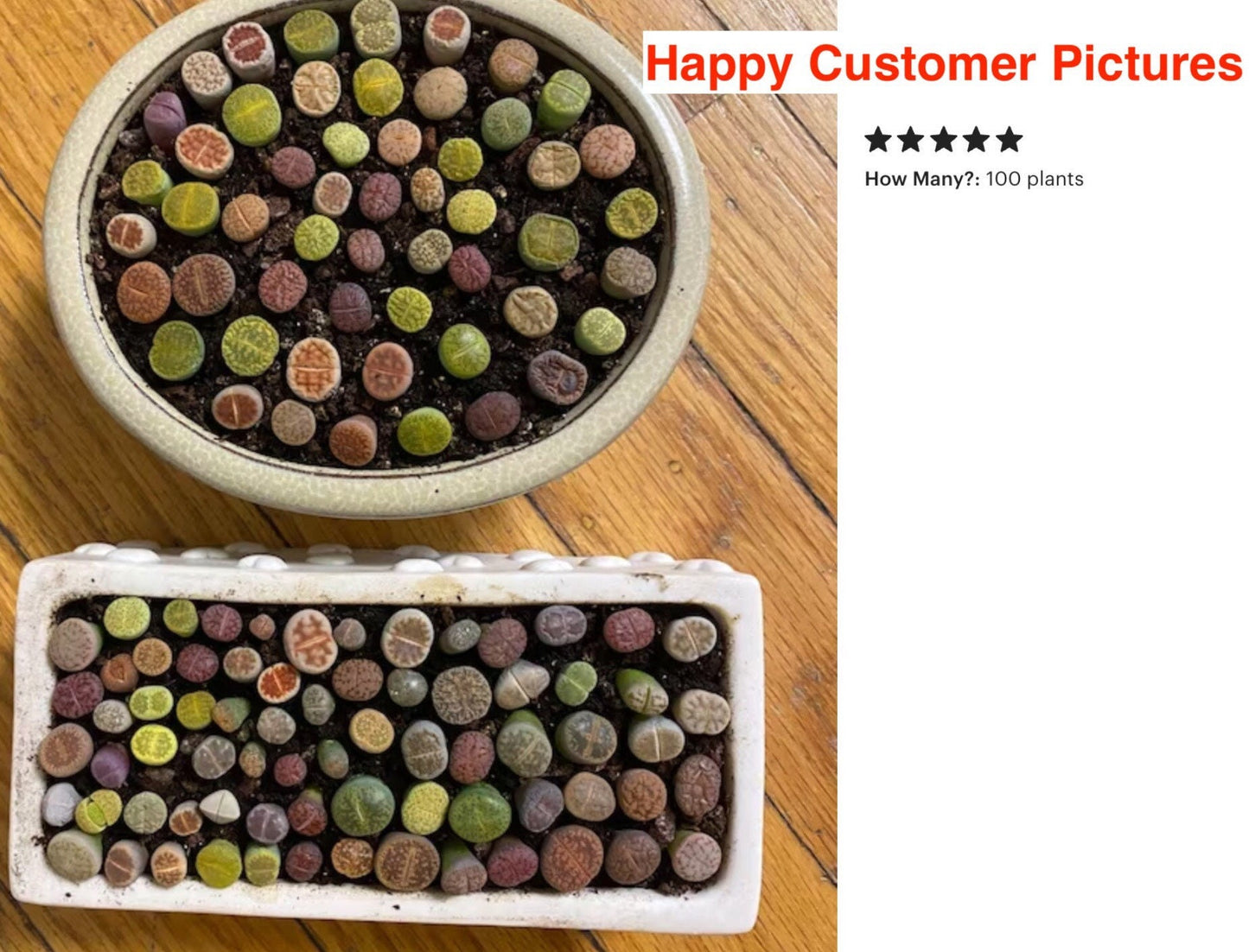 Live plant -Tiny Baby Lithops Assorted Collection