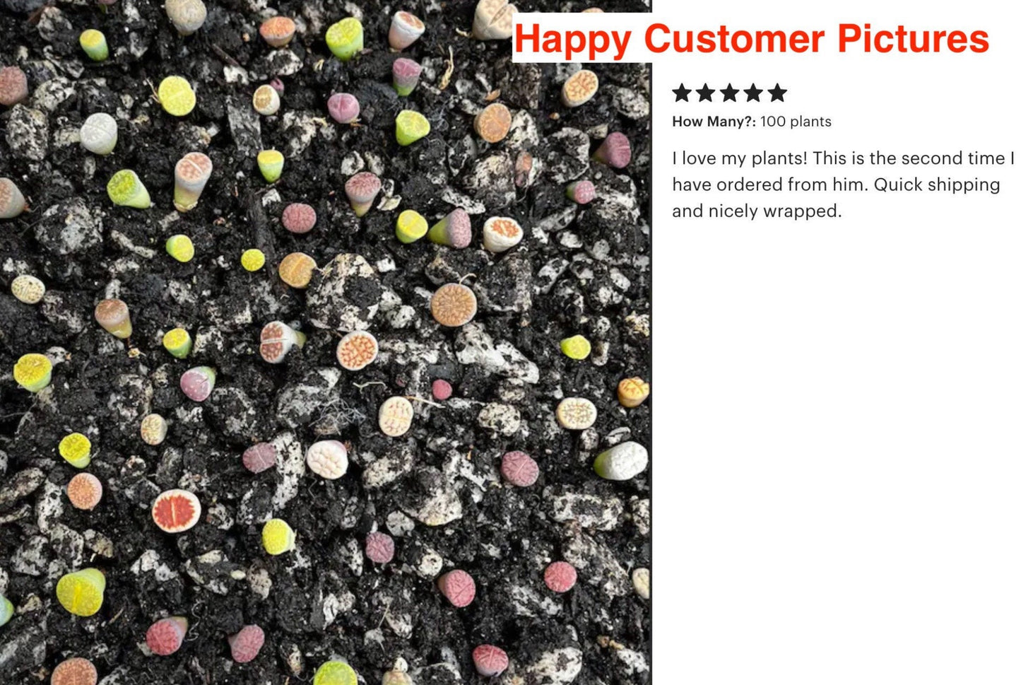 Live plant -Tiny Baby Lithops Assorted Collection