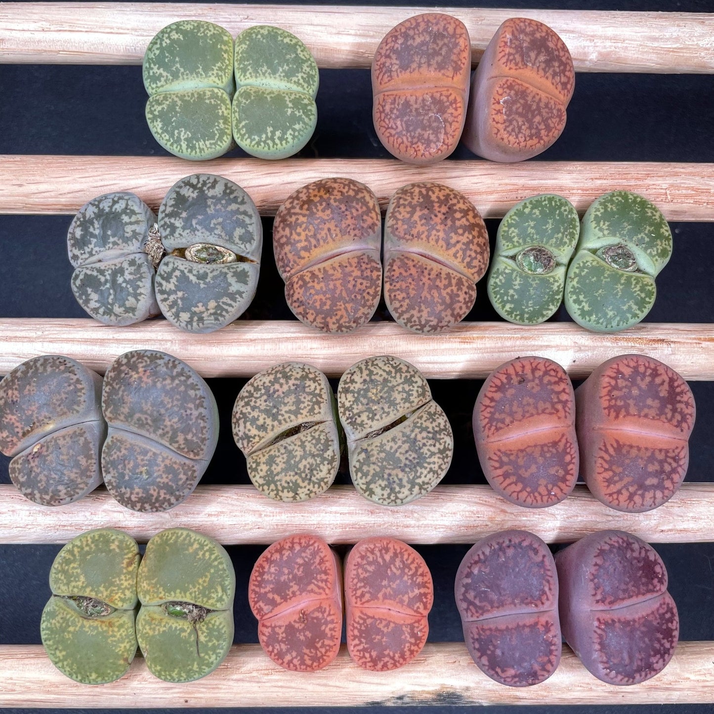 Double head Lithops Collection