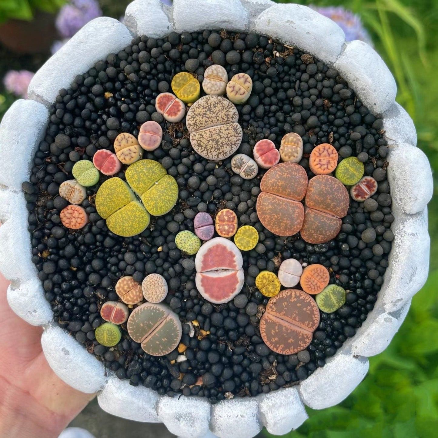 Live Plant - 1 double-head(0.8") + 6 small(0.5") lithops "Double Foot-Shaped"