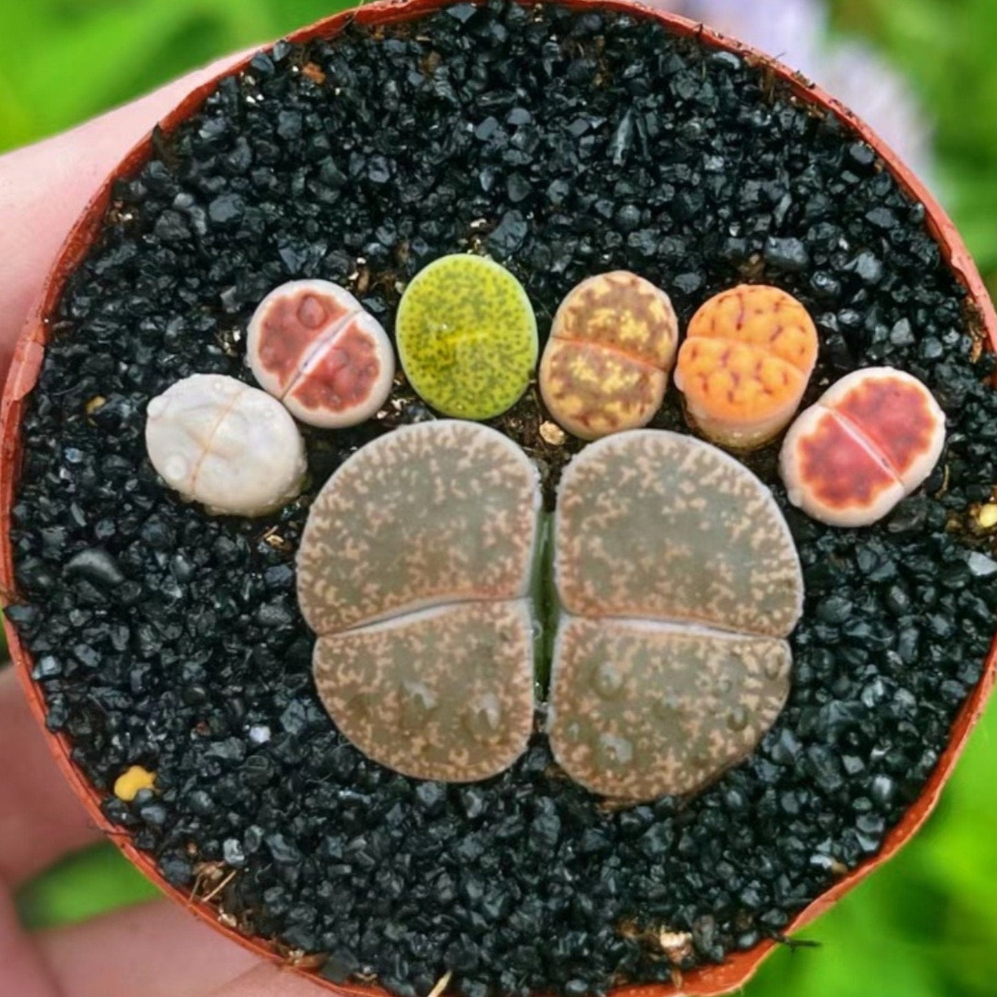 Live Plant - 1 double-head(0.8") + 6 small(0.5") lithops "Double Foot-Shaped"
