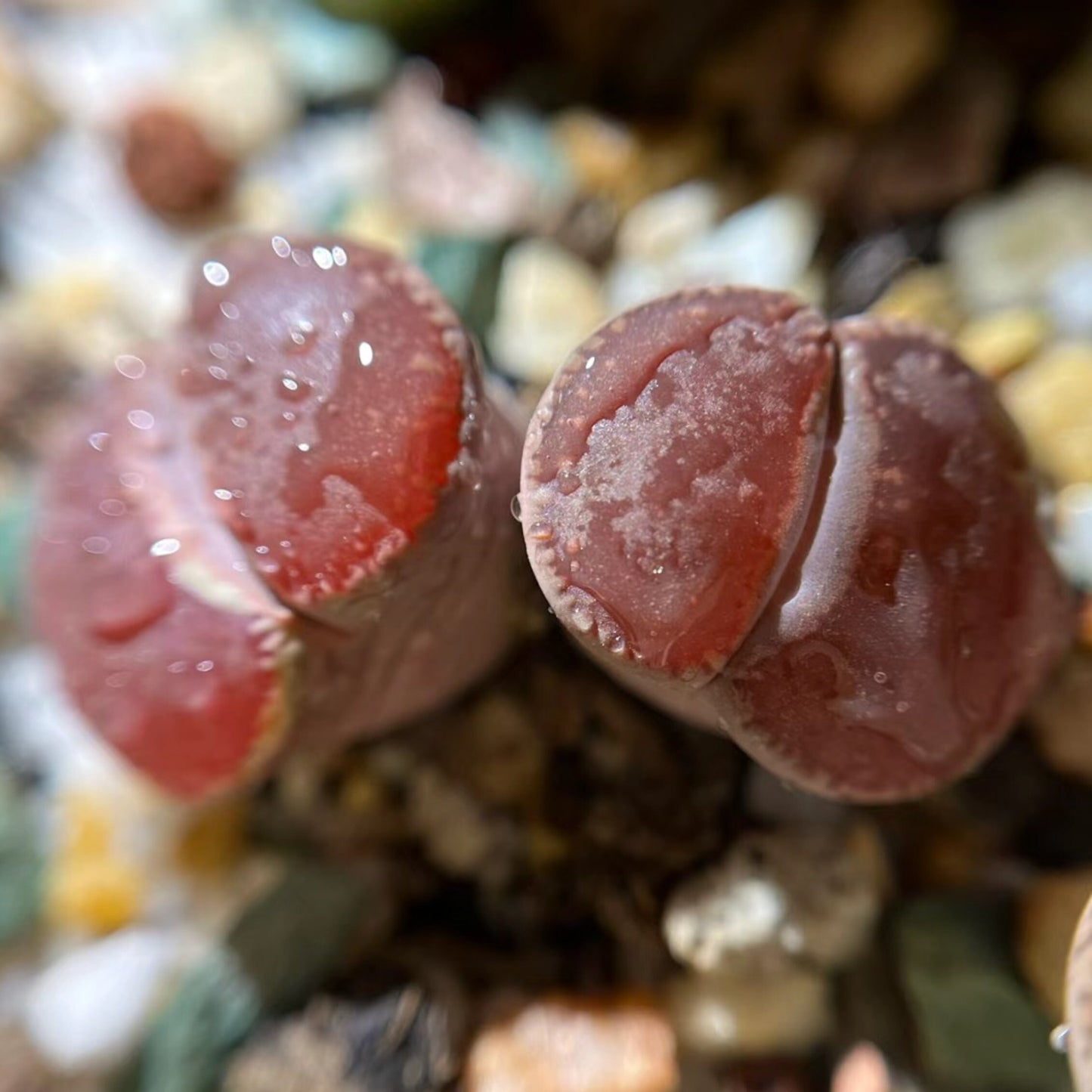 Double head Lithops Collection