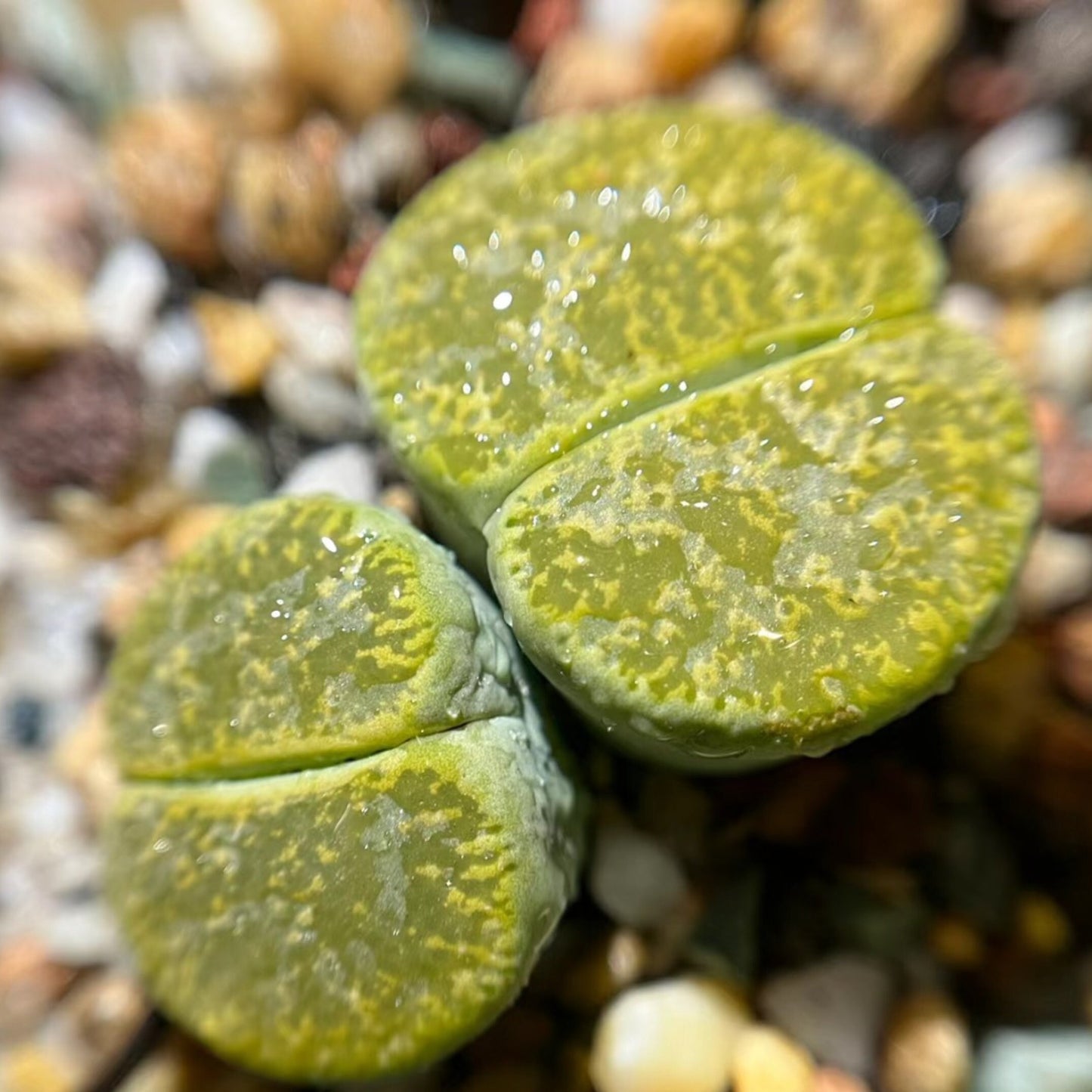 Double head Lithops Collection