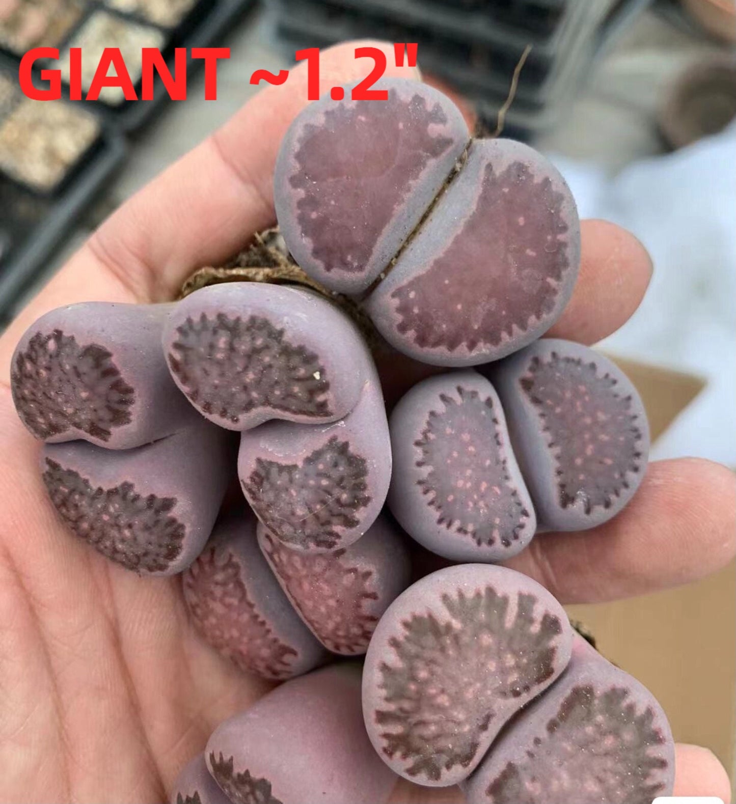 L. salicola 'Sato’s Violet'("Bacchus")