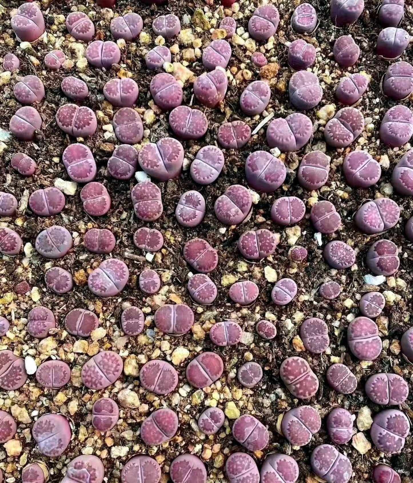 L. salicola 'Sato’s Violet'("Bacchus")
