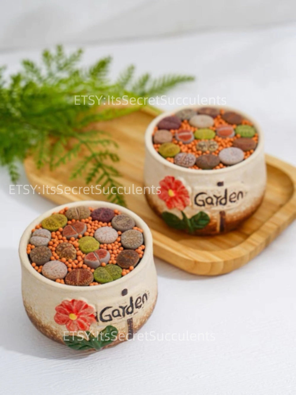 Colorful Lithops Assorted collection {Perfect Plant Gift}