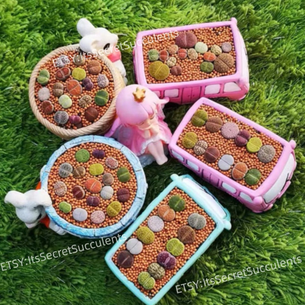 Colorful Lithops Assorted collection {Perfect Plant Gift}
