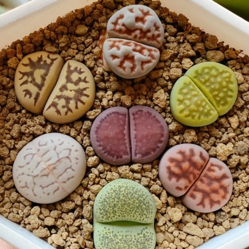 Live Plant - LARGE Lithops Assorted Collection