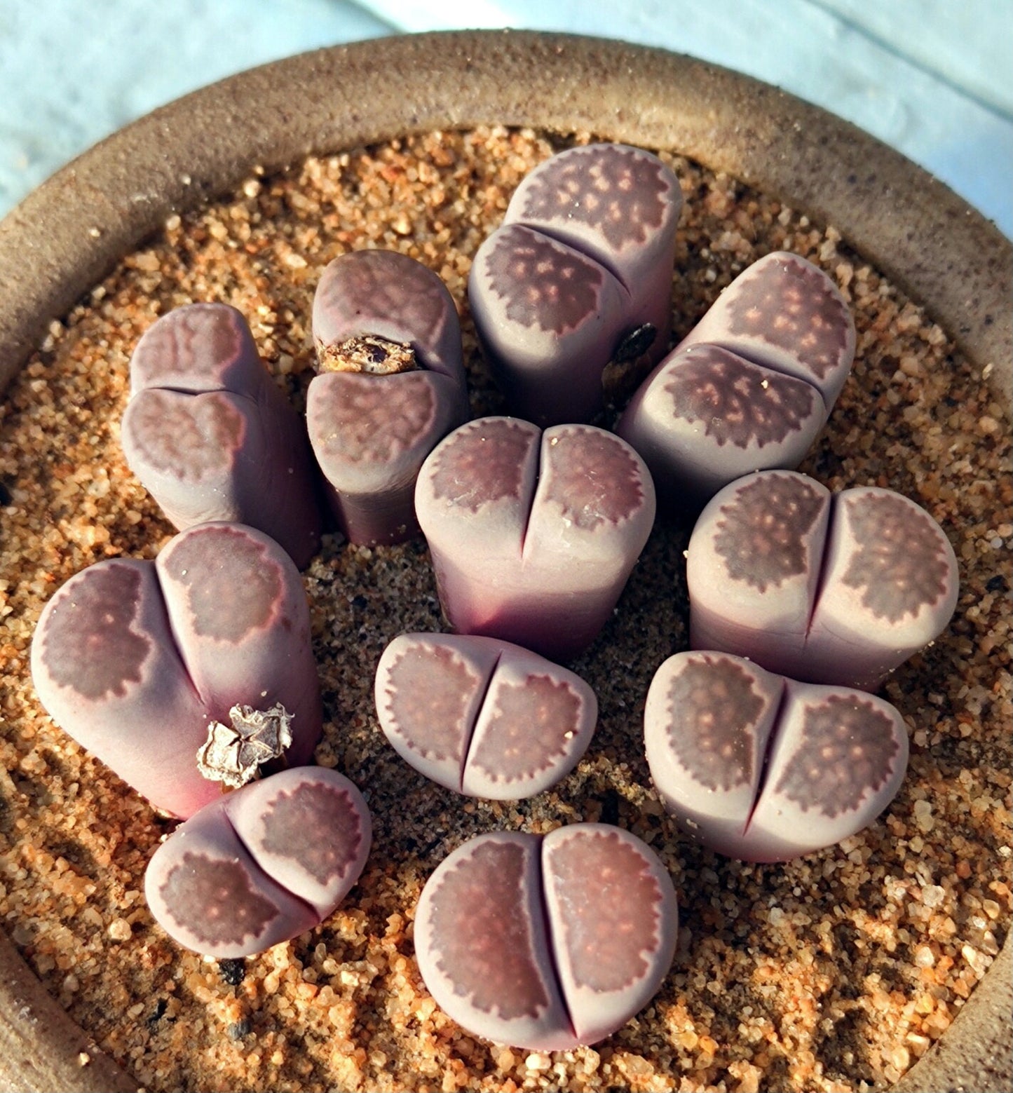 L. salicola 'Sato’s Violet'("Bacchus")