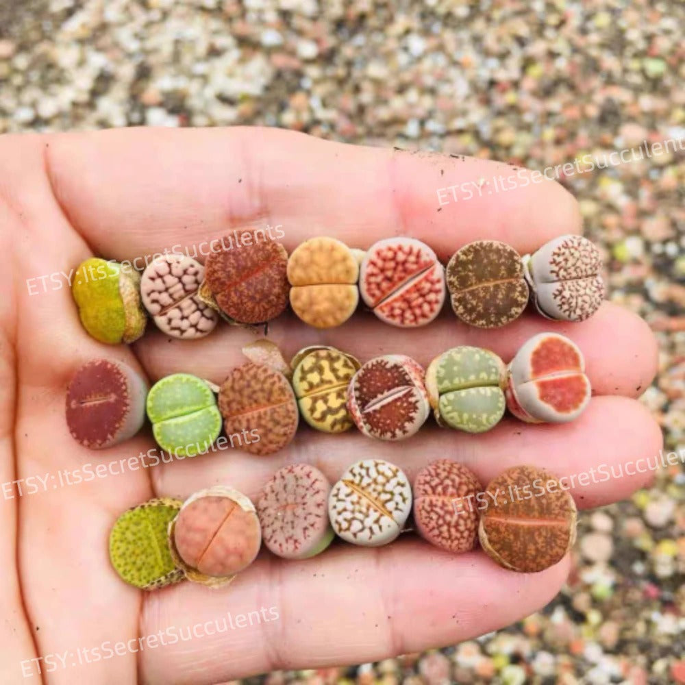 Colorful Lithops Assorted collection {Perfect Plant Gift}