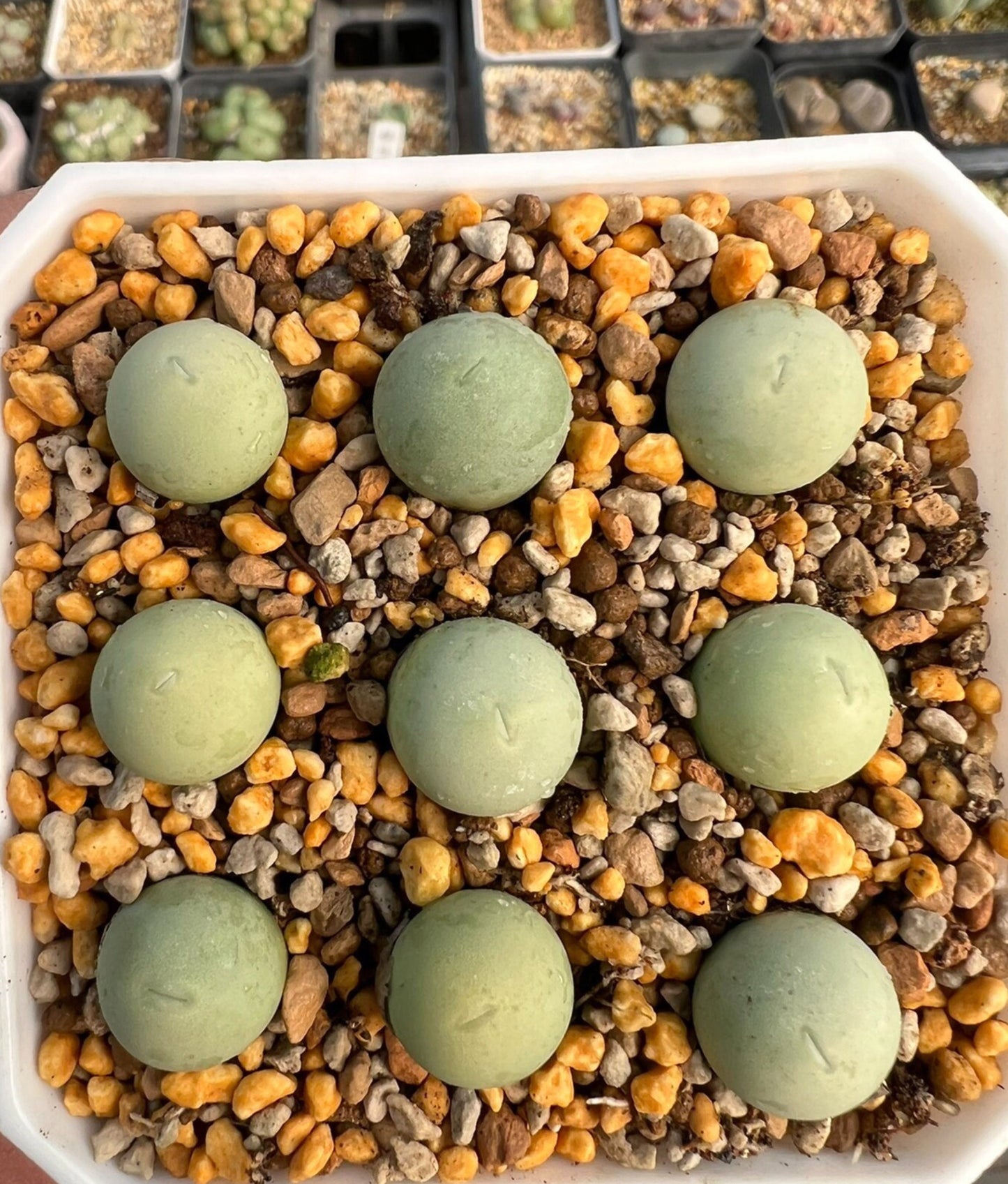 Conophytum caculus
