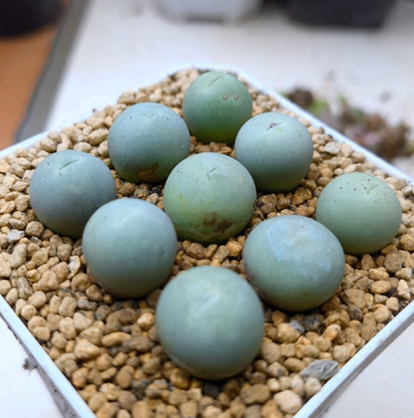 Conophytum caculus