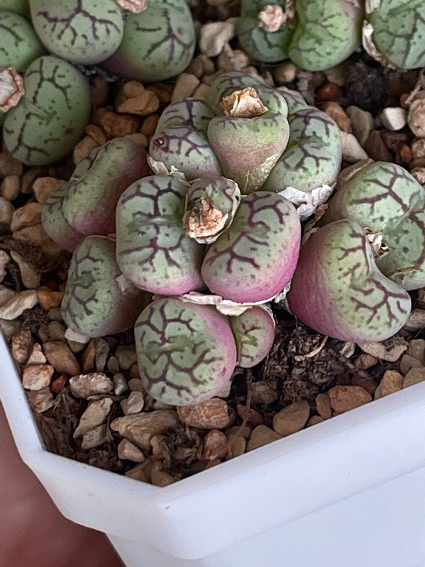 Conophytum minutum Cluster "monkey's face"