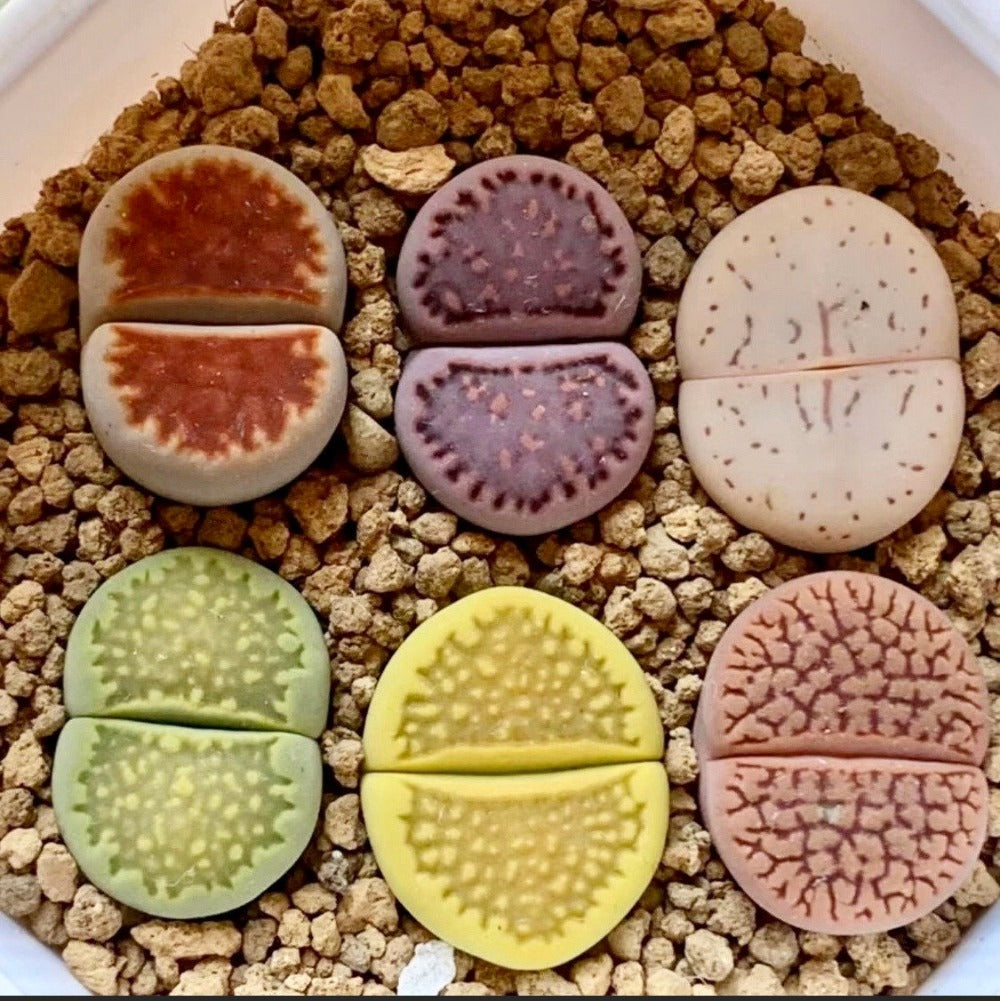 Live Plant - LARGE Lithops Assorted Collection