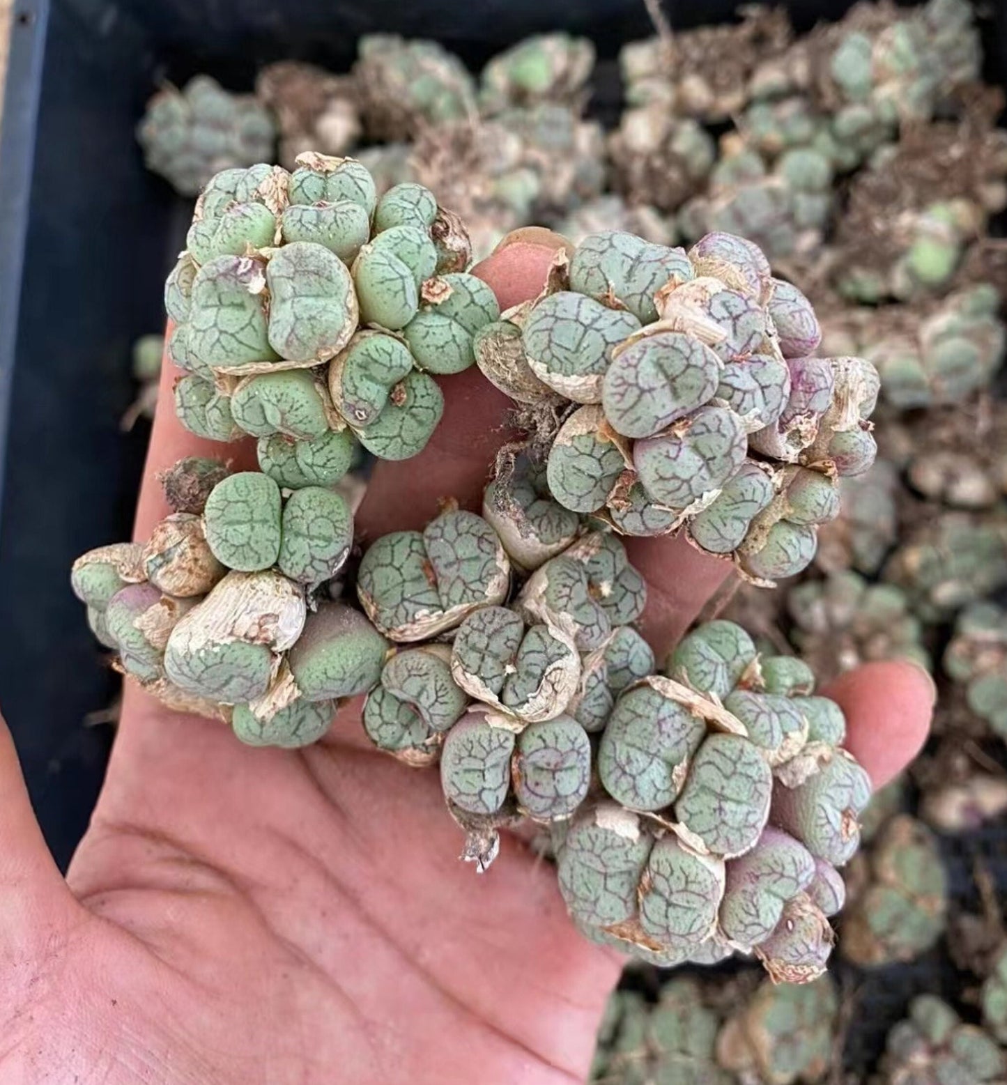 Conophytum minutum Cluster "monkey's face"